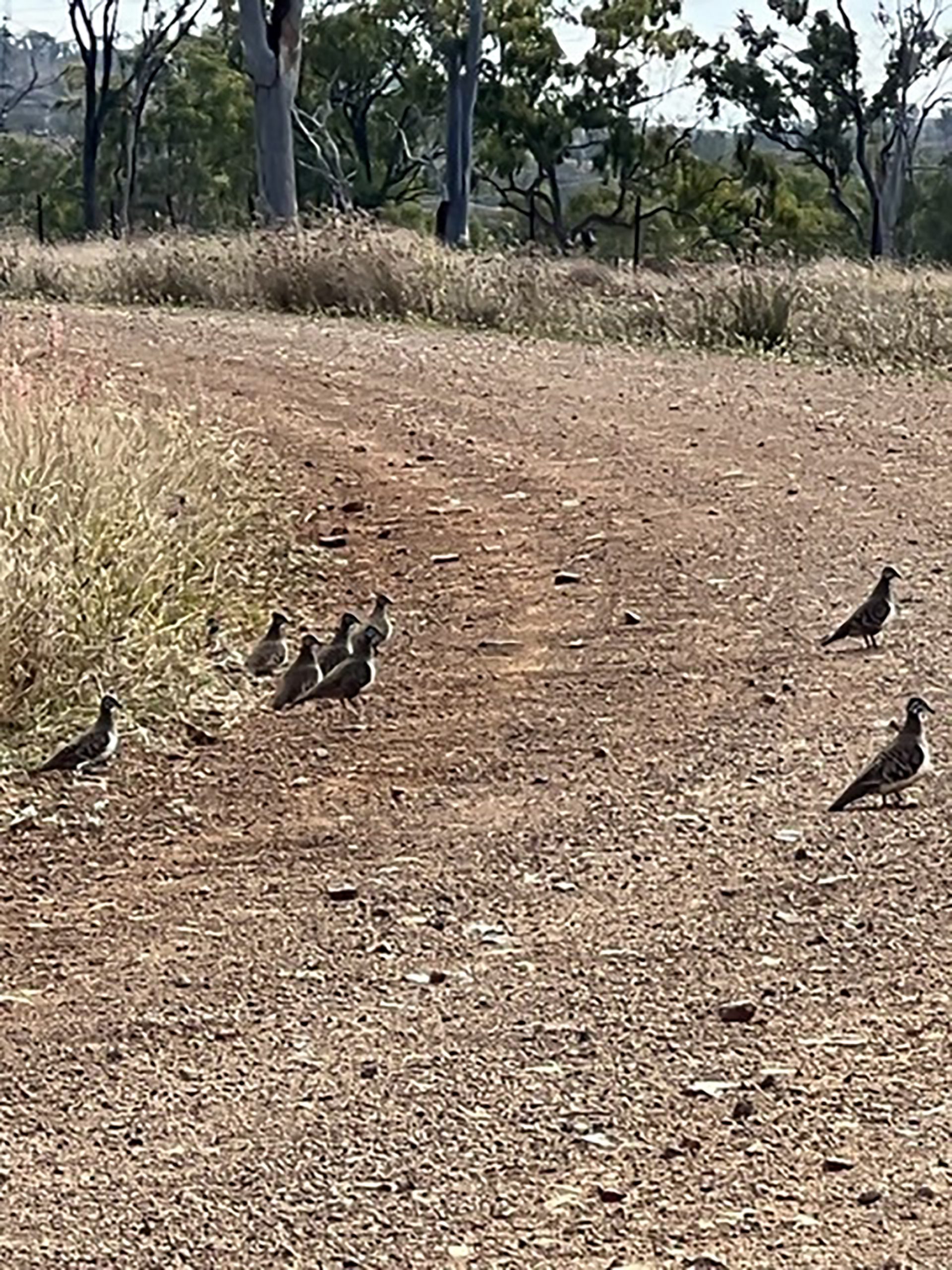 Squatter-pigeons-2 Ecological assessments