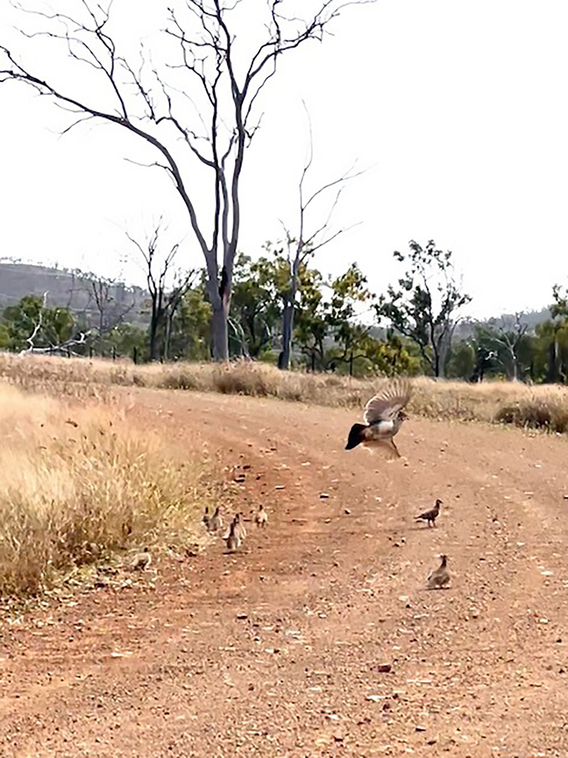 Squatter-pigeons Ecological assessments