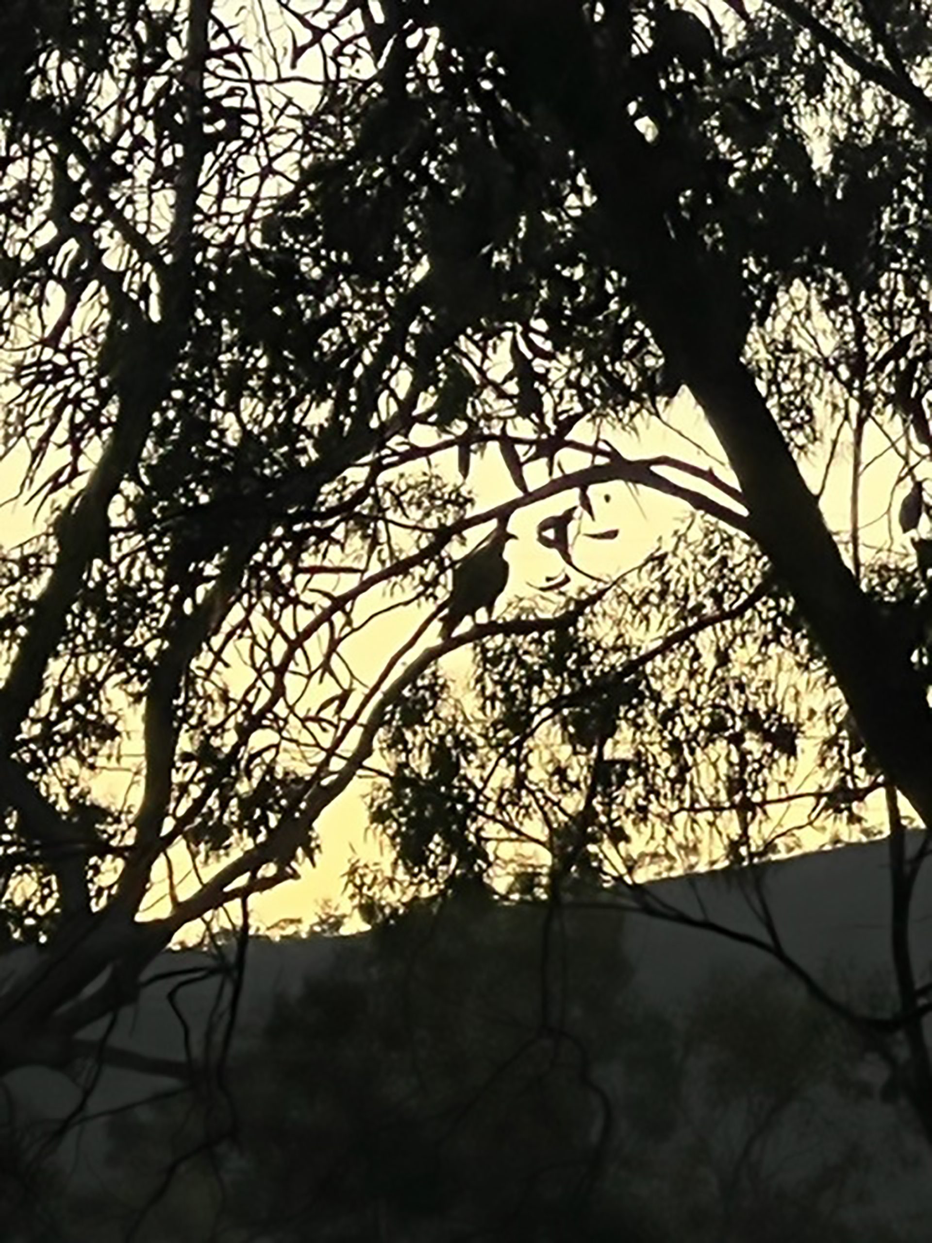wedge-tailed-eagle Ecological assessments